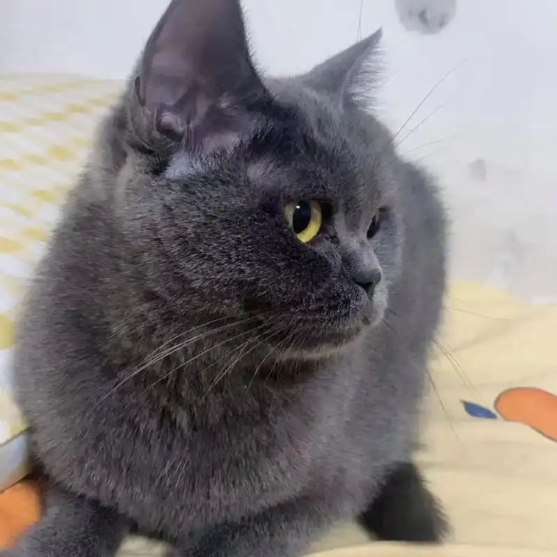 英短蓝猫有偿领养.蓝猫,一岁,妹妹,已打疫苗和驱虫,给撸给抱 - 抖音