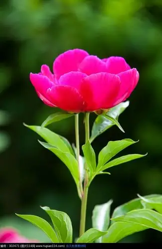 绿叶和含苞待放的红色花苞,花草树木图片,花草图片大全,树木图片,摄影