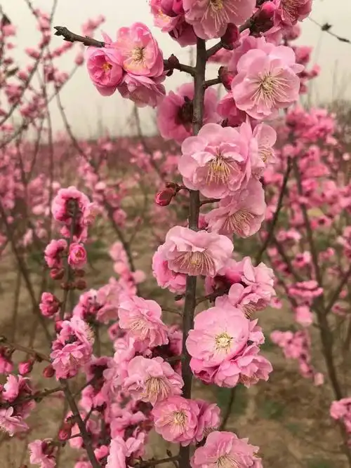 其它 赏梅无须下江南,燕赵大地可如愿 写美篇        众所周知,梅花是