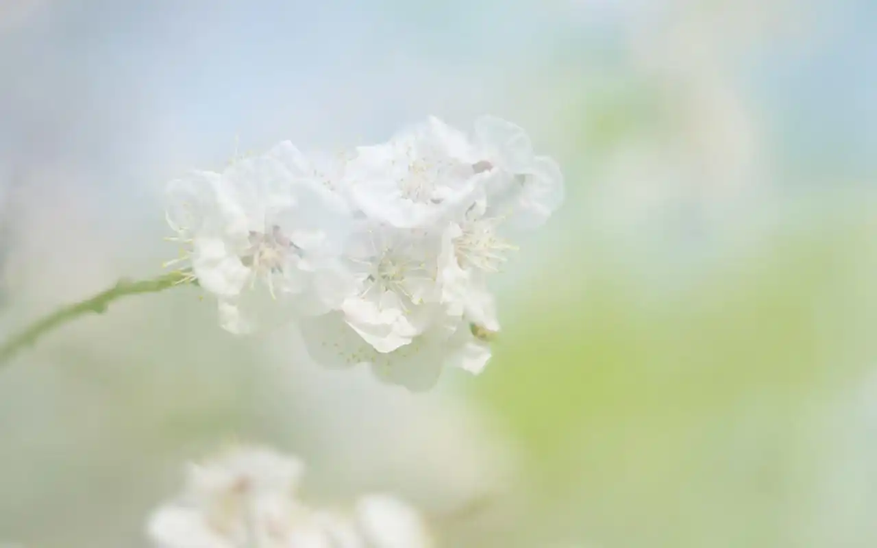 唯美清新花卉微距摄影图片电脑壁纸