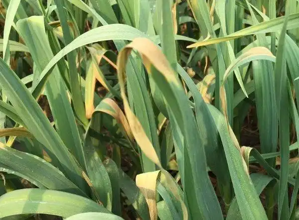 大蒜白腐病发生特别重,有哪些药剂可以防治?