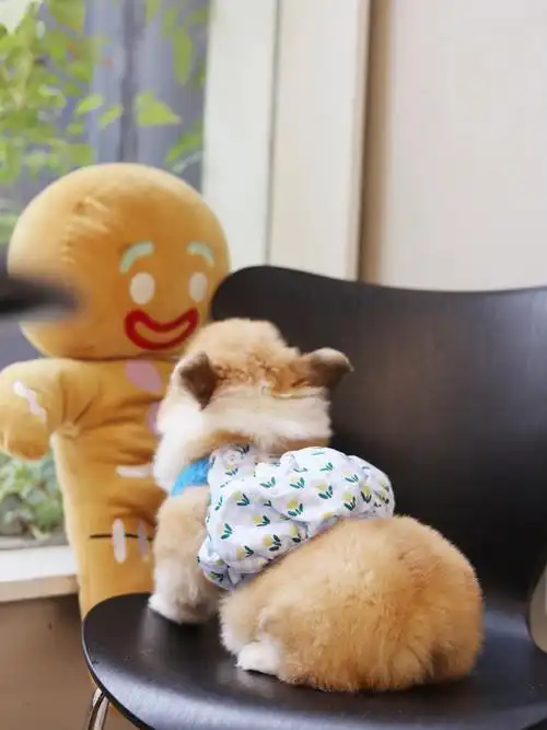 好可爱的虎背熊腰圆臀