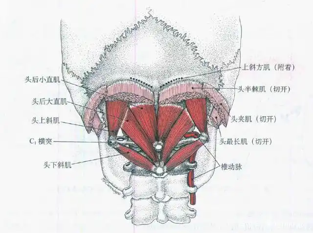 躺在枕头上感觉头痛?医生教你1个简单小方法,缓解枕下肌群疲劳