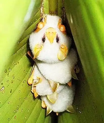 一说到蝙蝠,大家都会谈虎色变,但这种蝙蝠却以"小可爱"著称!_保护