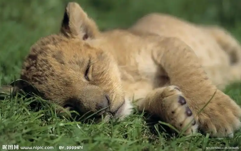 谁有小狮子的照片