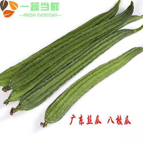 广东丝瓜新鲜蔬菜精品八棱瓜角瓜酒店食材长丝瓜多规格