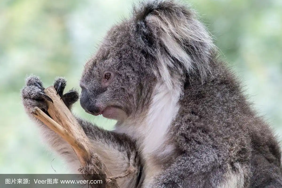 树袋熊,爪,动物的育儿袋,桉树,澳大利亚文明