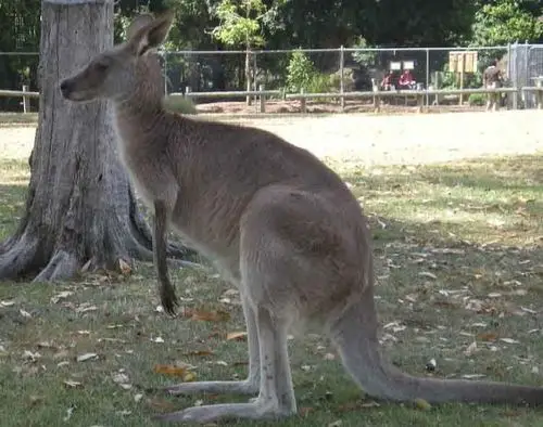 澳大利亚特色动物