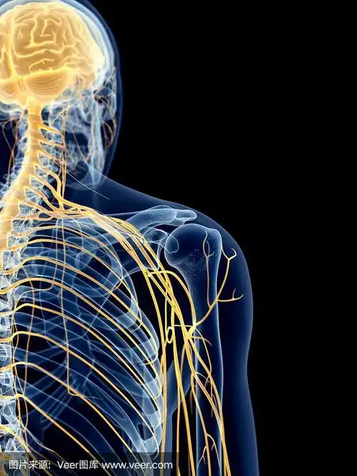 肩膀的神经