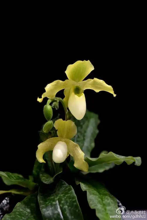 同色兜兰×报春兜兰(paphiopedilum concolor × p.