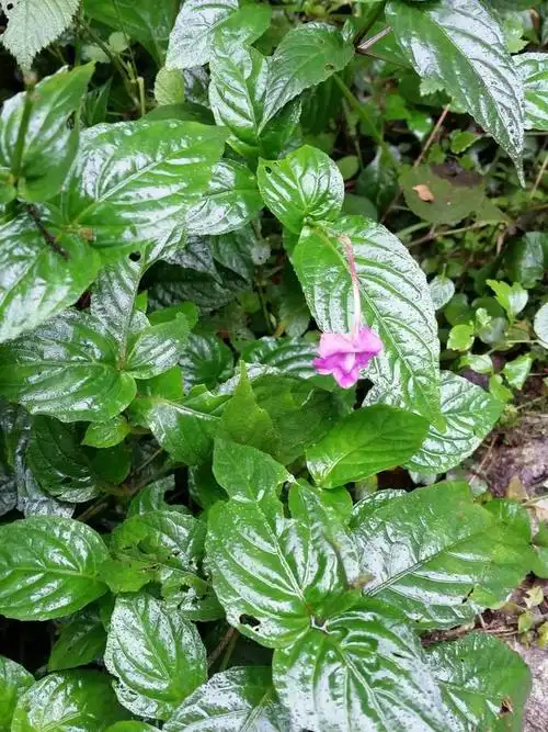 纲目拾遗》),接骨丹,接骨草,猢狲节根,金不换(《浙江民间常用草药》)