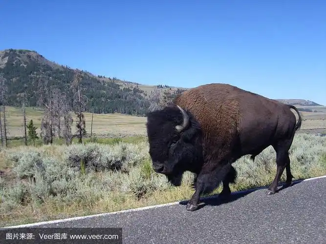 野牛在黄石公园