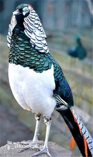 同红腹锦鸡一样,它也是世界上最漂亮的观赏雉. 埃及艳后?