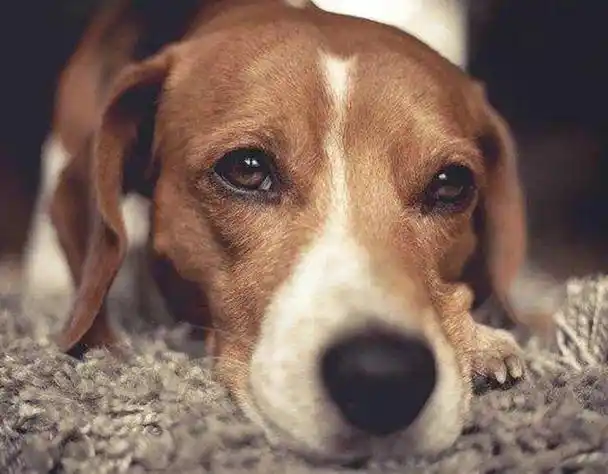 很多时候,我们看到狗狗哭泣的样子,就觉得狗狗是遇到什么伤心难过的