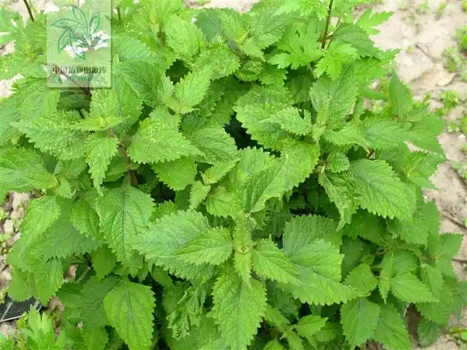 别名香茶菜,山苏子,回菜花,倒根野苏分布于东北及河北,山西,山东等地.
