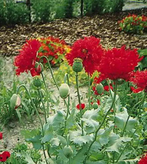 牡丹罂粟花大色艳,是鸦片罂粟的变种,其重瓣品种栽培于庭院观赏性高