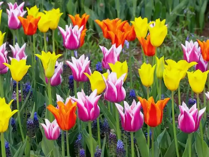 最美的花朵图片 世界上最美的花盘点-优刊号