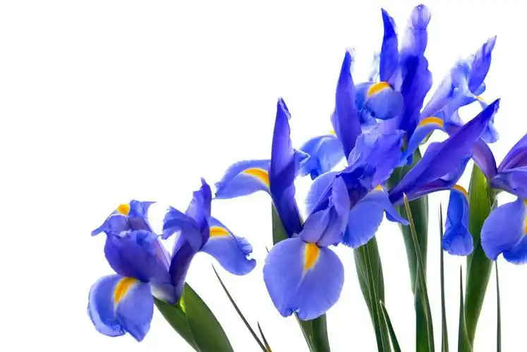 蓝色鸢尾,孤立在白色背景上的蓝色鸢尾花.