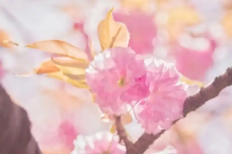 中科大的樱花确实好看