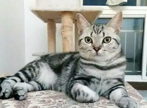 这只猫是"美短"混"英短"吗?