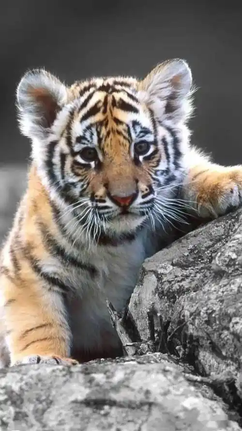 送你一组可爱的小老虎