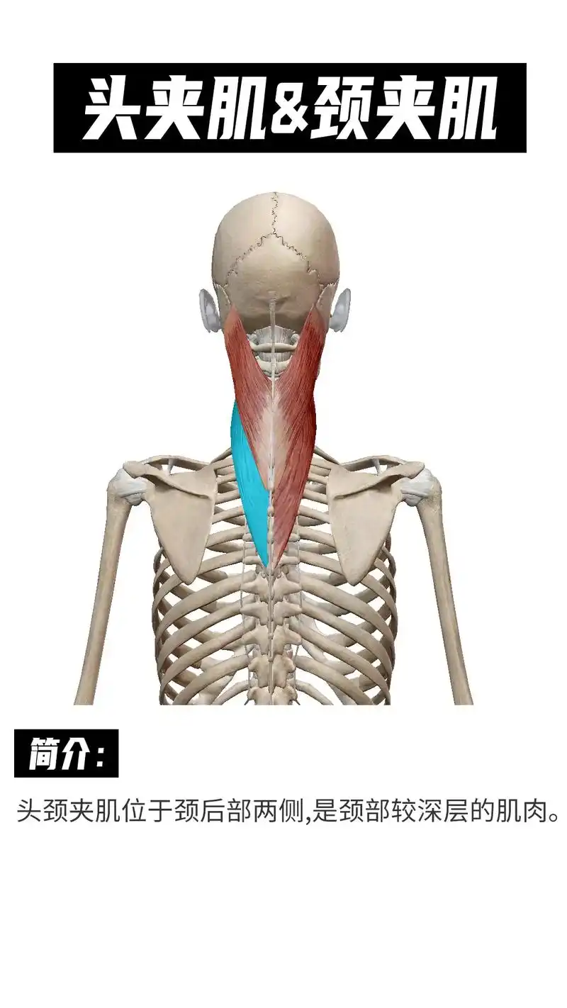 一起来学习#头夹肌 #运动康复 #肌肉解剖#解剖 - 抖音