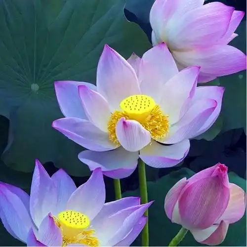 佛系图片头像禅意荷花 独一无二的佛系莲花图片微信头像_微信头像