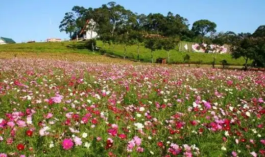 中国最美十大花海让你享受最独特的浪漫