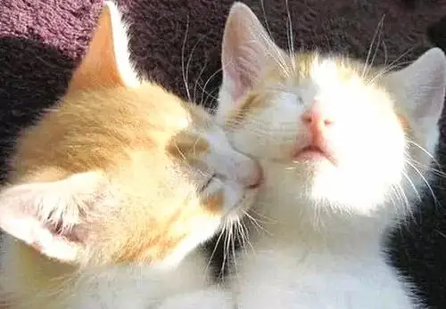 秀恩爱怎么回复评论 秀恩爱神评论和神回复