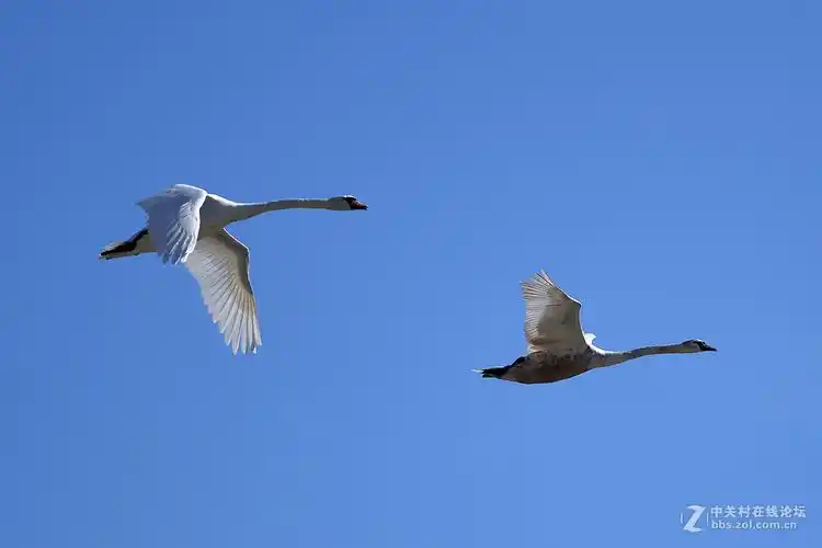 d800-展翅飞翔-白天鹅篇