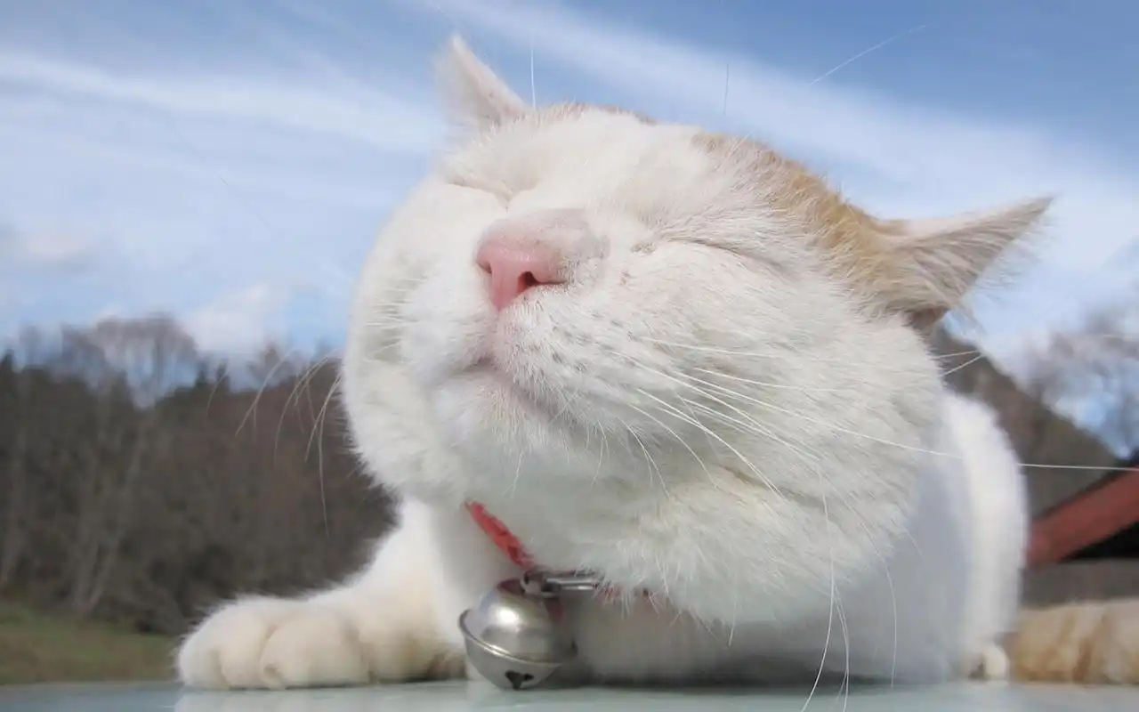 爱卖萌的可爱白色猫咪搞笑图片桌面壁纸高清