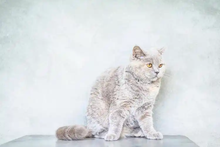 忧伤的英国短毛猫,高清图片 - ipad壁纸