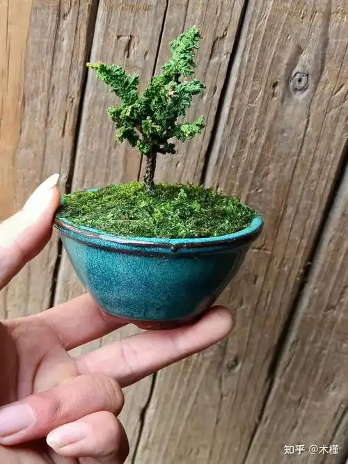 石化桧(桧柏类),是一种桧柏的枝叶变异品种,产生于日本,作为珍贵的