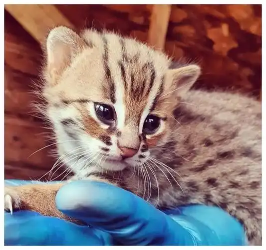 它是世界上最小的猫,个头不大却很勇敢,完美诠释凶萌的意义