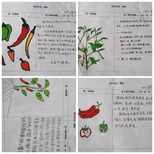 辛龙幼儿园大四班:开心农场——《辣椒观察记》
