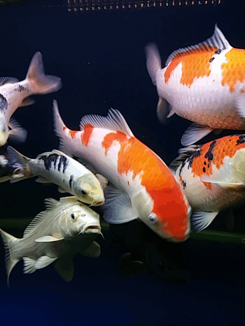 480_640竖版 竖屏gif 动态图 动图