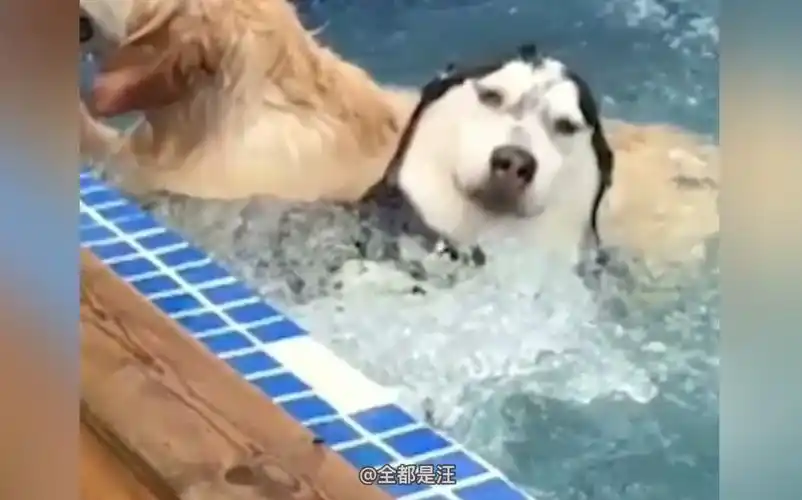 让你领略什么叫带仙气儿的狗刨(爆笑狗狗游泳合集)