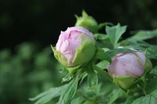 富贵牡丹 含苞待放