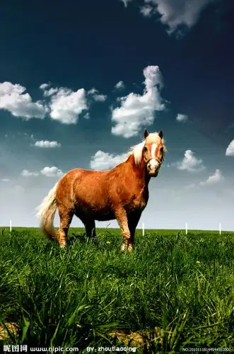 草地上的骏马图片
