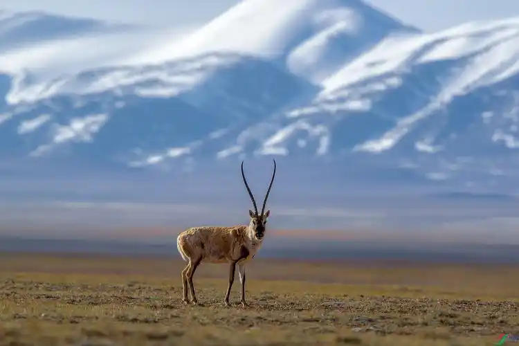 哺乳藏羚羊可可西里祝贺荣获野生动物首页精华