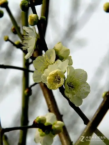 梅园绿萼梅开了4