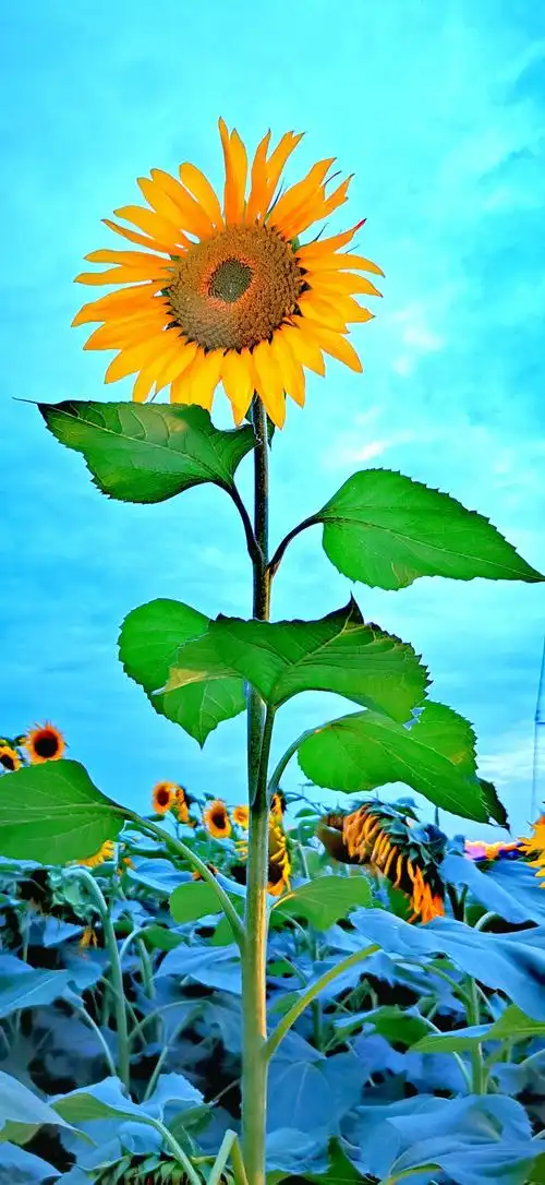 手机拍摄风景照之十五