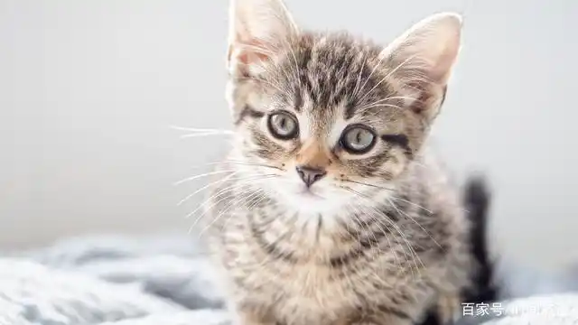 可爱俊俏的猫咪高清图片