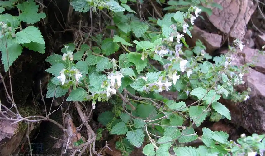 p> b>毛萼香茶菜 /b>(学名: b> i>rabdosia eriocalyx /i> /b>),为