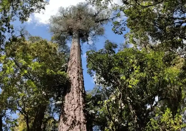 世界上最高的树杏仁桉树高达156米