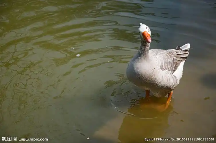 歪头的灰鸭子图片