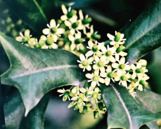 春花咏之十★枸骨花秀成簇开{修正版}!