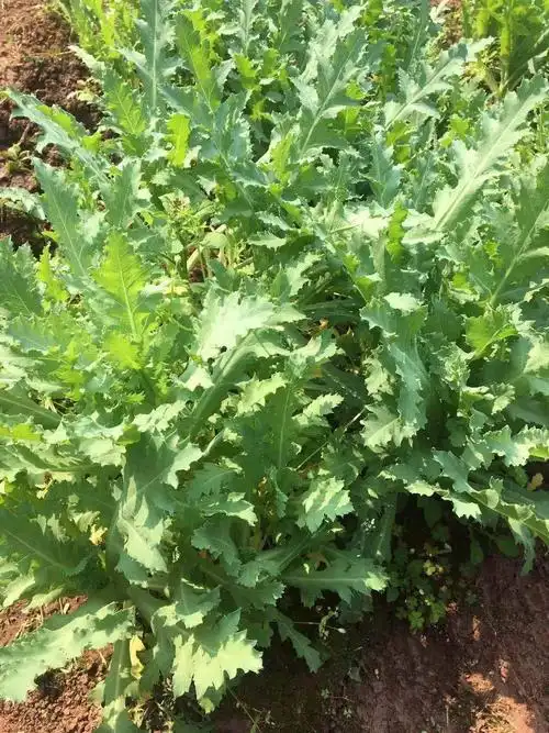 罂粟花幼苗和花朵 - 美篇