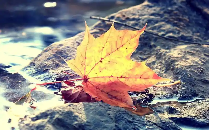 秋天唯美意境美图