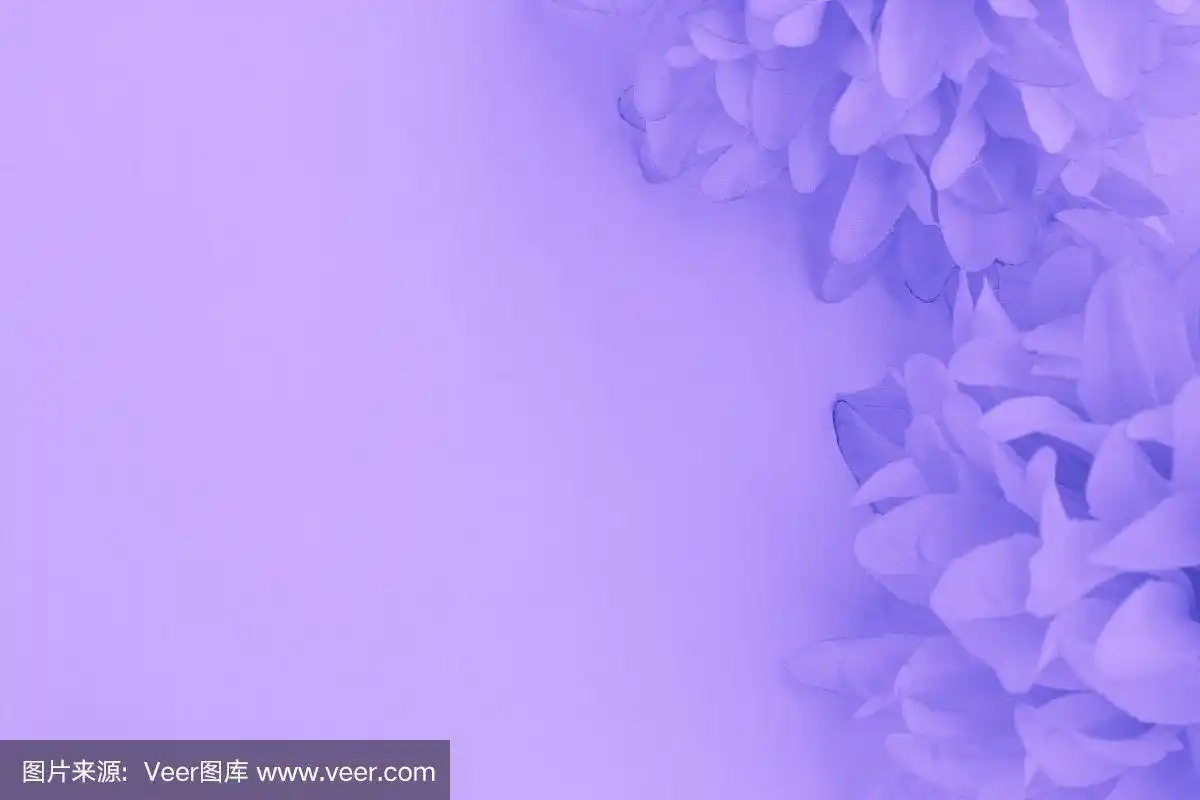 美丽抽象的颜色紫色和蓝色的花在白色的背景和浅紫色的花框架和紫色的